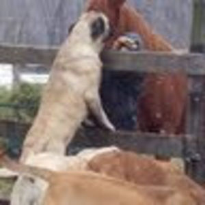 Meet your Posher, Roxanne